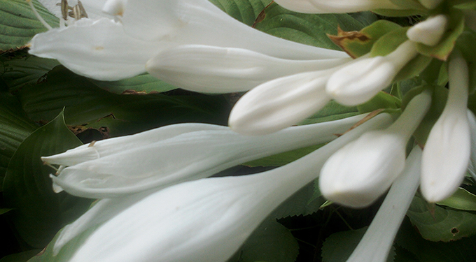 Moxibustion to regulate the spleen and stomach