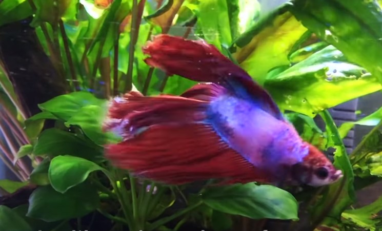 How to Identify If Your Betta Fish Has Passed Away